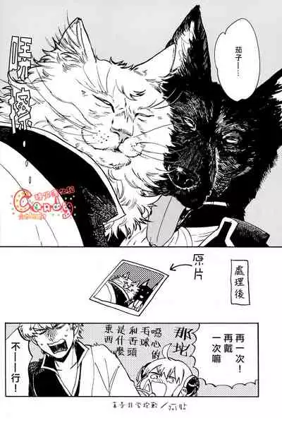 (HaruCC19) [3745HOUSE (MIkami Takeru)] Like cat and dog (Gintama) [Chinese] [糖分漢化組]