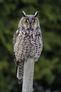 (C64) [MEKONGDELTA & DELTAFORCE (Route39, Zenki)] hisoka -ii tabi- [Chinese] [虎斑木菟漢化]